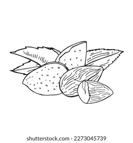 Vector vintage illustration of almond seeds in engraving style. Hand drawn sketch of full and half shelled nuts.