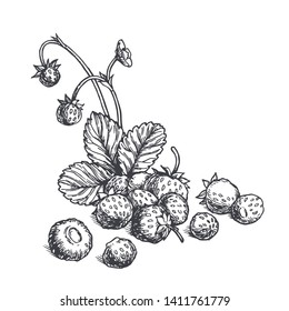 Vector vintage illustration of berries and leaf in engraving style. Hand drawn sketch with handful of fresh wild strawberry isolated on white.