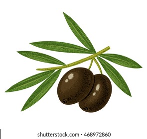 Vector vintage illustration black olives