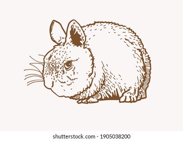 Vector vintage illustration of bunny , graphical drawing 