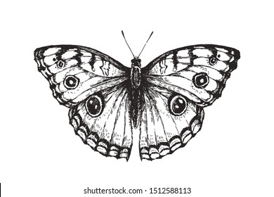 Vector vintage illustration of butterfly in engraving style. Hand drawn sketch of nymphalid isolated on white. 