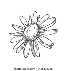 Vector vintage illustration of chamomile in engraving style. Botanical sketch of camomile flower isolated on white.