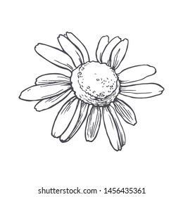 Vector vintage illustration of chamomile in engraving style. Botanical sketch of camomile flower isolated on white.