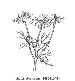 Vector Vintage Illustration Of Chamomile In Engraving Style. Botanical Sketch Of Camomile Branch With Flower Isolated On White.