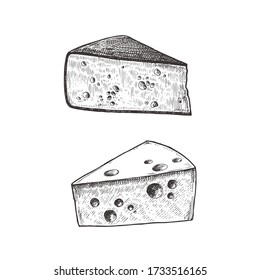 Vector vintage illustration of cheese isolated on white. Hand drawn illustration with natural dairy product.