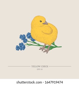 Vector vintage illustration with chicken and flower. Easter theme illustration.