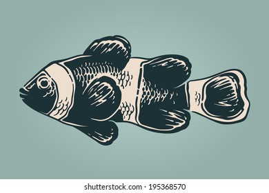 Vector vintage illustration of clownfish over blue background