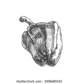 Vector vintage illustration of full pepper isolated on white. Hand drawn fresh paprika in engraving style.