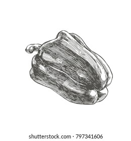 Vector vintage illustration of full pepper isolated on white. Hand drawn fresh paprika in engraving style.