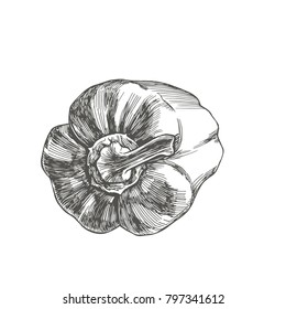 Vector vintage illustration of full pepper isolated on white. Hand drawn fresh paprika in engraving style.