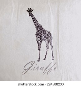 vector vintage illustration of a giraffe on the old wrinkled paper texture