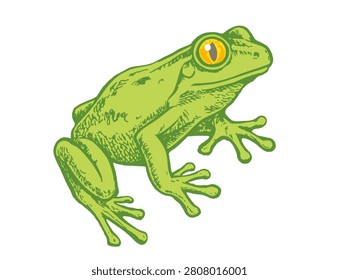 Vector vintage illustration of green frog in retro engraving style. Retro illustration of green toad.