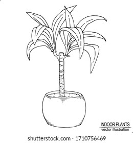 Vector vintage illustration with hand drawn indoor plant. Vector vintage illustration isolated on white background.