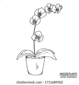 Vector vintage illustration of a hand drawn indoor plant. Vector vintage illustration isolated on white background.