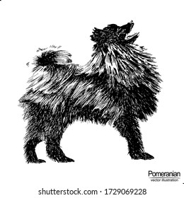 Vector vintage illustration with hand drawn dog: Pomeranian. Elements isolated on white background. Black and white sketch with line art.