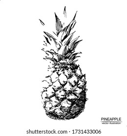 Vector vintage illustration with hand drawn  pineapple. Elements isolated on white background. Black and white sketch with line art.