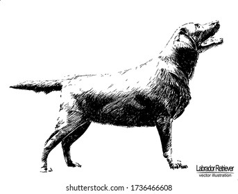 Vector vintage illustration with hand drawn dog: Labrador Retriever. Elements isolated on white background. Black and white sketch with line art.