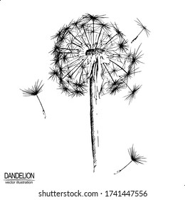 Vector vintage illustration with hand drawn blowball. Elements isolated on white background. Black and white sketch with line art.