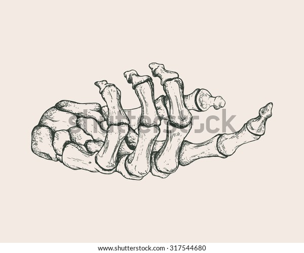 手描きの手のスケルトンのベクタービンテージイラスト 解剖図や医療図 のベクター画像素材 ロイヤリティフリー