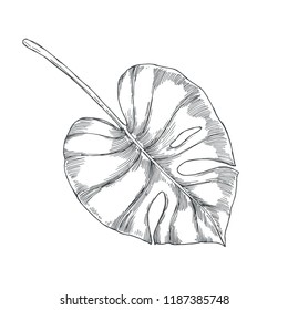 Vector vintage illustration of monstera leaf isolated on white. Hand drawn botanical element in engraving style. Tropical plant sketch