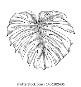 Vector vintage illustration of monstera leaf isolated on white. Hand drawn botanical element in engraving style. Tropical plant sketch