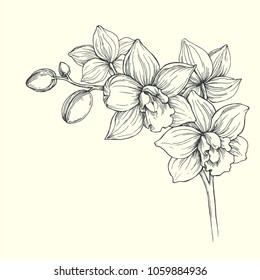 Vector vintage illustration of orchid branch isolated on white background. Hand drawn botanical illustration of tropical flowers. Floral sketch