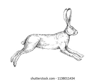 Vector vintage illustration of running hare isolated on white. Hand drawn jumping rabbit in engraving style.