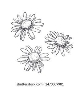 Vector vintage illustration of set chamomile heads in engraving style. Botanical sketch of camomile flowers isolated on white.