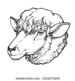 Vector vintage illustration of sheep head in engraving style. Hand drawn sketch with ewe face.