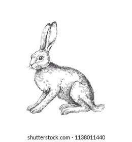 Vector vintage illustration of sitting hare isolated on white. Hand drawn rabbit in engraving style. Animal sketch.