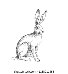 Vector vintage illustration of sitting hare isolated on white. Hand drawn rabbit in engraving style. Animal sketch.