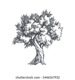 Vector vintage illustration of tree in engraving style. Hand drawn botanical sketch with olive plant isolated on white background.