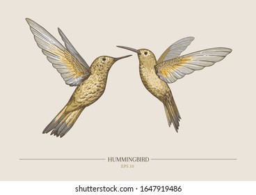 Vector vintage illustration with two hummingbirds. Excellent for the design of postcards, posters, stickers and so on.