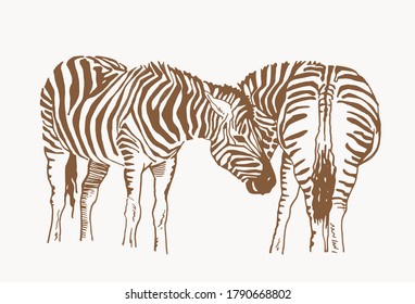 Ilustración vectorial vintage de dos cebras , fondo sepia, animales de sabana