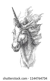 Vector vintage illustration of unicorn in engraving style. Hand drawn portrait of magic animal isolated on white. Fantasy character sketch.