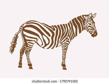 Vector vintage illustration of zebra standing , sepia background, savanna animal