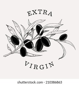 Vector vintage looking black olive branch with olives and 'Extra Virgin' title on milk white background | Ancient olive branch engraving 