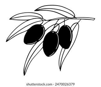 Vector vintage olive branch isolated on white. Hand-drawn illustrations of branches with leaves and ripe fruits in engraving style. Olive oil packaging sketch. Sketch drawn by hand.