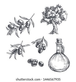 Vector vintage olive set isolated on white. Hand drawn illustrations of tree, branches with leaves and black fruits and bottle of oil in engraving style. Sketch with plants and pitcher.