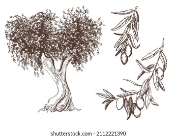 Vector vintage olive set isolated on white. Hand-drawn illustrations of a tree, branches with leaves and fruits in the style of an engraving. Symbols for the design of labels of oils, soaps, cosmetics