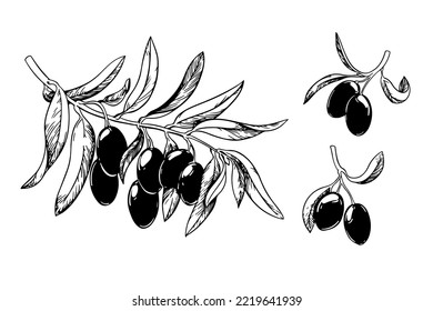 Vector vintage olive set isolated on white. Hand-drawn illustrations of branches with leaves and ripe fruits in the style of engraving. Sketch of olive oil packaging. A hand-drawn sketch.
