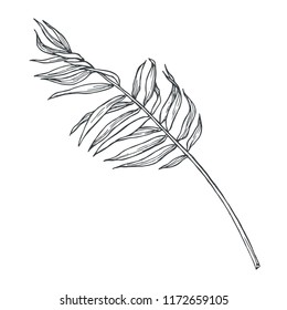 Vector vintage palm leaf in engraving style. Hand drawn botanical illustration of tropical plant branch isolated on white. Floral ink sketch.