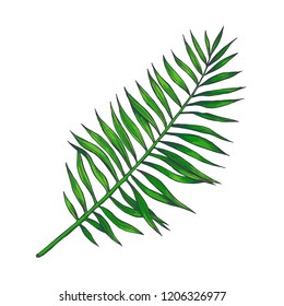 25,258 Realistic drawing tropical leaf Images, Stock Photos & Vectors ...