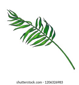 Vector vintage palm leaf in engraving style. Hand drawn color botanical illustration of tropical plant branch isolated on white. Floral sketch