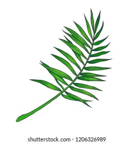 Vector vintage palm leaf in engraving style. Hand drawn color botanical illustration of tropical plant branch isolated on white. Floral sketch