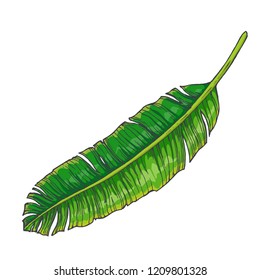 Vector vintage palm leaf in engraving style. Hand drawn color botanical illustration of tropical plant branch isolated on white. Floral sketch.