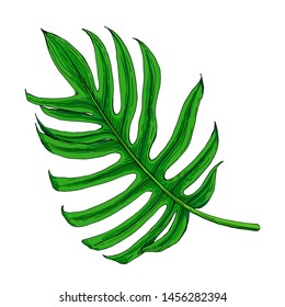 Vector vintage palm leaf in engraving style. Color illustration in botanical style on a white background. Sketch of a plant.