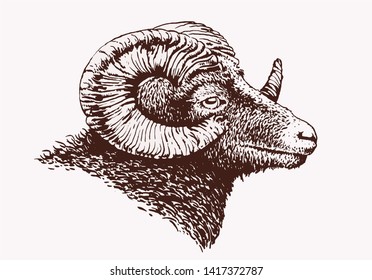 Vector vintage portrait of goat, graphical retro illustration