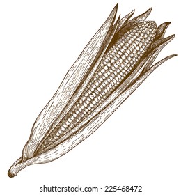 vector vintage retro engraving  woodcut illustration of corn on white background