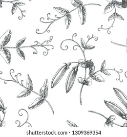 Vector vintage seamless pattern with pea pods isolated on white. Hand drawn botanical texture with fresh vegetables. Legumes in engraving style.